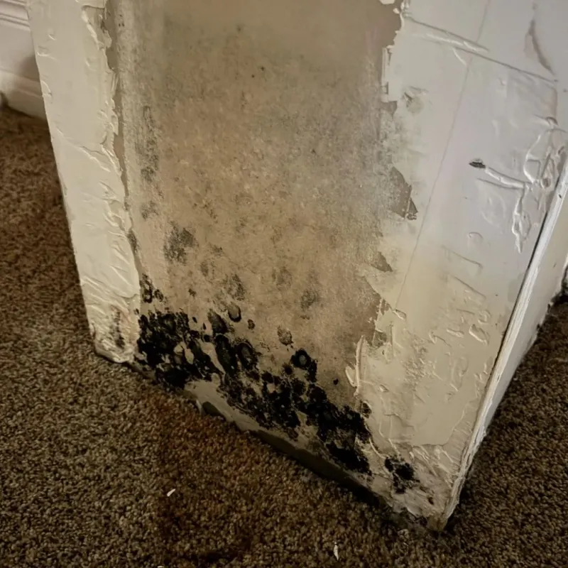 Professional Mold Removal in Burns, OR